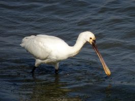 Lopătarul alb (Platalea leucorodia), una dintre cele mai cunoscute specii de lopătari