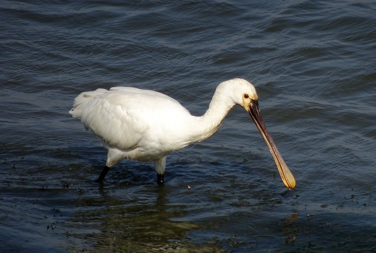 Lopătarul alb (Platalea leucorodia), una dintre cele mai cunoscute specii de lopătari