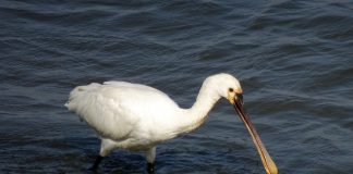 Lopătarul alb (Platalea leucorodia): pasărea cu ciocul distinctiv din regiunile mlăștinoase Lopătarul alb (Platalea leucorodia), una dintre cele mai cunoscute specii de lopătari