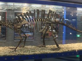 Lotosaurus, o reptilă erbivoră dinaintea dinozaurilor