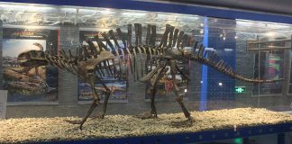 Lotosaurus, reptila erbivoră cu aspect de dinozaur din Triasic Lotosaurus, o reptilă erbivoră dinaintea dinozaurilor