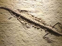 Mesosaurus, o reptilă marină care demonstrează deriva continentelor