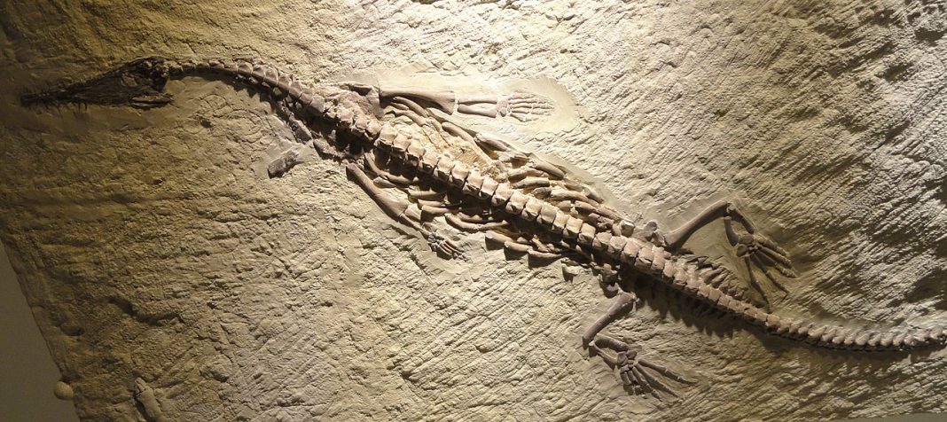 Mesosaurus, o reptilă marină care demonstrează deriva continentelor