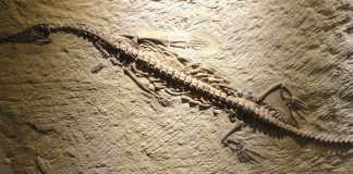 Mesosaurus, reptila marină care demonstrează deriva continentelor Mesosaurus, o reptilă marină care demonstrează deriva continentelor