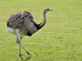 Nandu (Rhea americana), struții din America de Sud