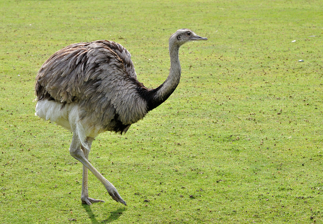 Nandu (Rhea americana), struții din America de Sud