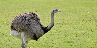 Nandu (Rhea americana): pasărea alergătoare a Americii de Sud Nandu (Rhea americana), struții din America de Sud
