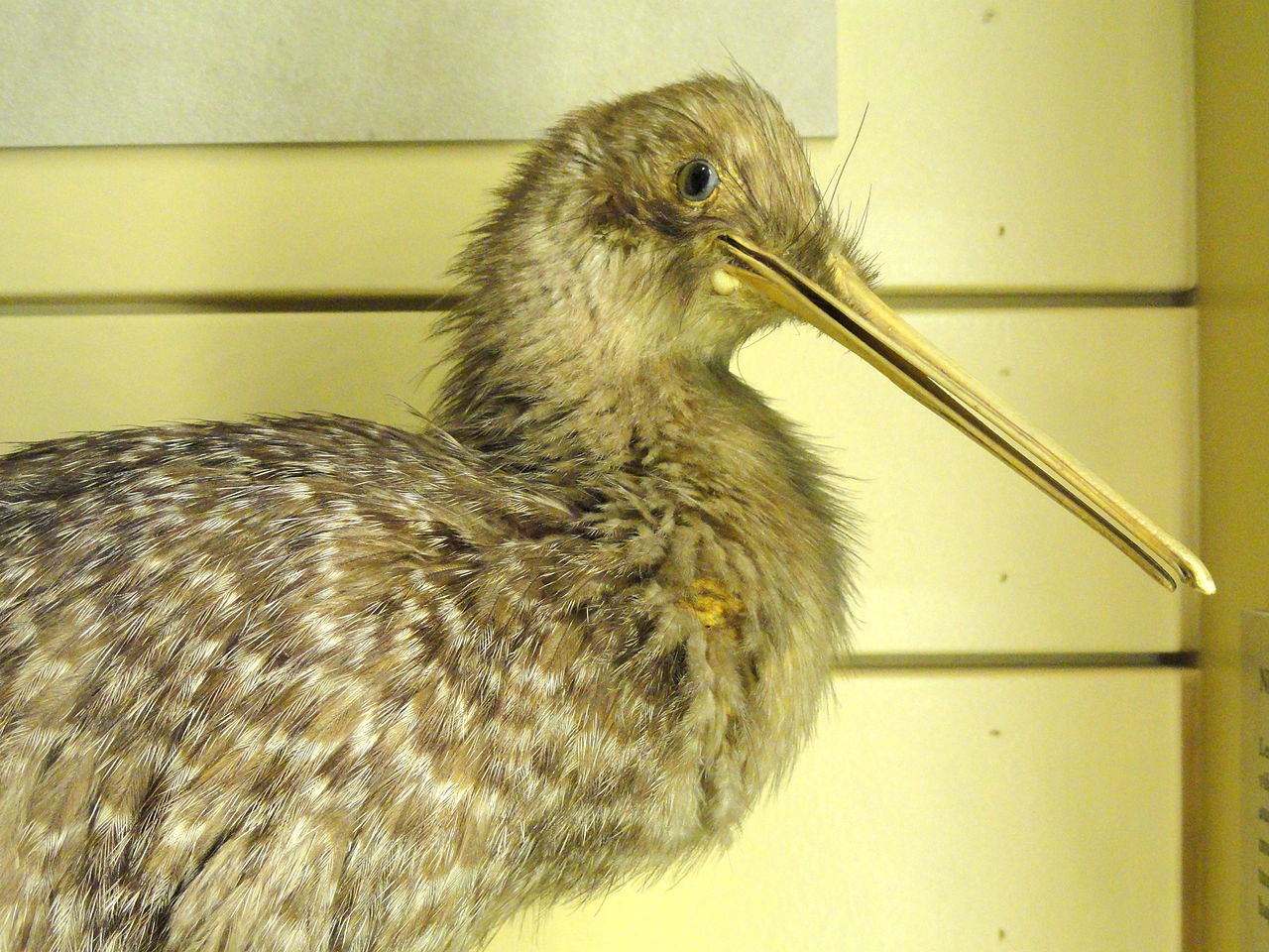 Pasărea Kiwi (Aperyx australis), o specie pe cale de dispariție