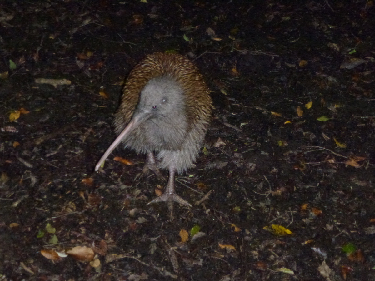 Pasărea Kiwi