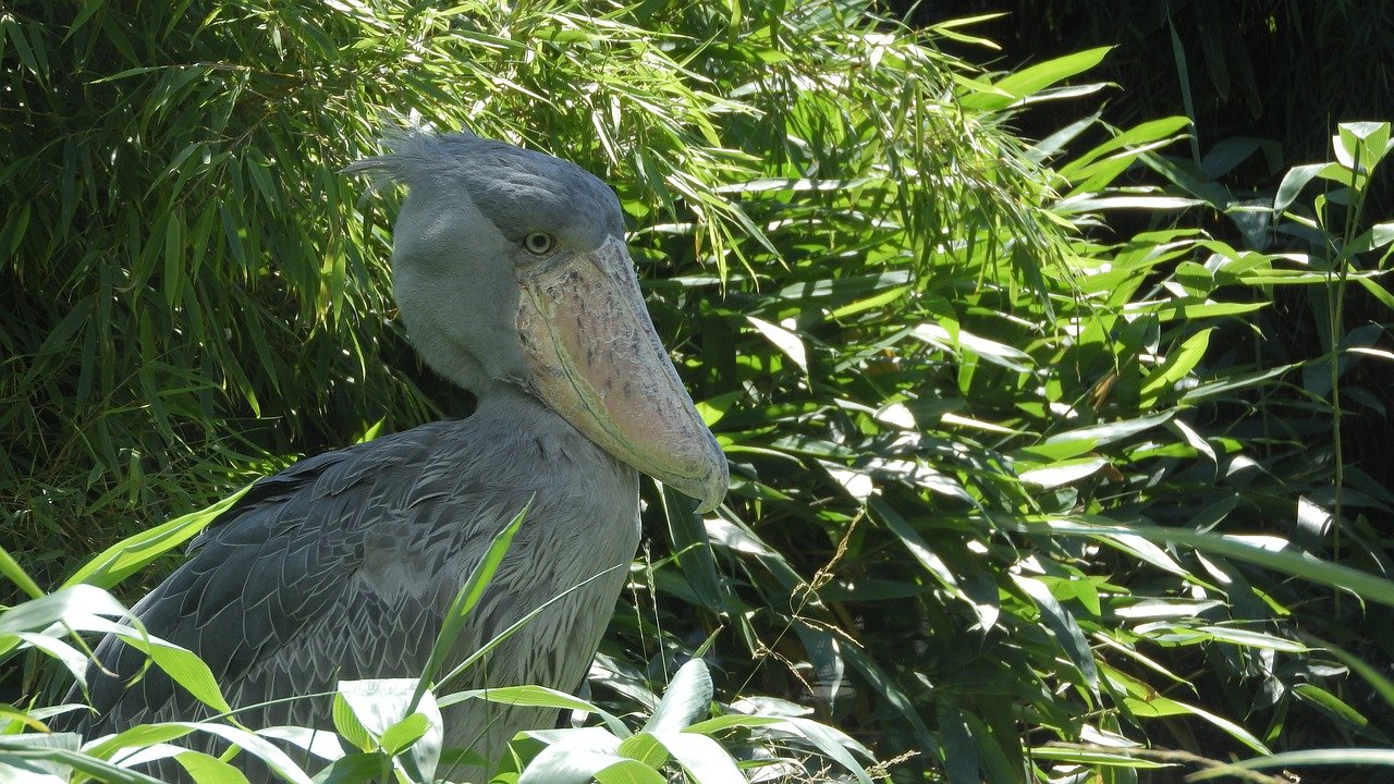 Pasarea Abu-Markub (Balaeniceps rex) cu cap de balenă