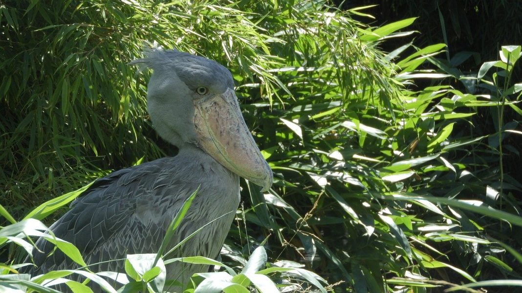 Pasarea Abu-Markub (Balaeniceps rex) cu cap de balenă Pasarea Abu-Markub (Balaeniceps rex) cu cap de balenă