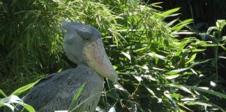 Abu-Markub (Balaeniceps rex): pasărea cu ciocul asemănător unui sabot, unică în Africa Pasarea Abu-Markub (Balaeniceps rex) cu cap de balenă