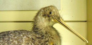Pasărea Kiwi (Aperyx australis): o specie pe cale de dispariție din Noua Zeelandă Pasărea Kiwi (Aperyx australis), o specie pe cale de dispariție