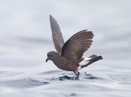 Petrelul lui Wilson (Oceanites oceanicus), o pasăre migratoare cât o rândunică