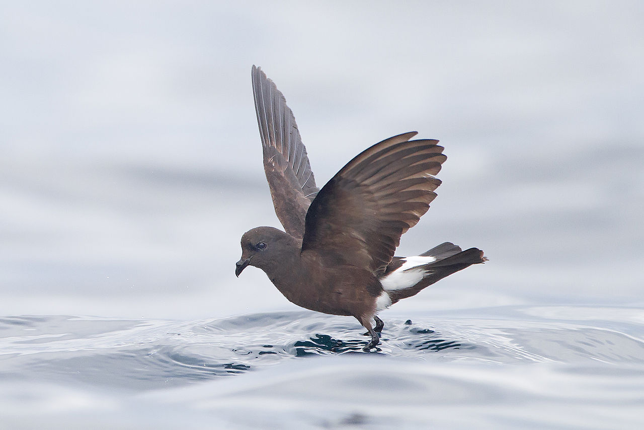 Petrelul lui Wilson (Oceanites oceanicus), o pasăre migratoare cât o rândunică