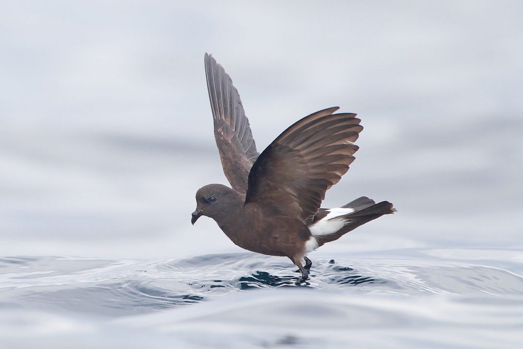 Petrelul lui Wilson (Oceanites oceanicus), o pasăre migratoare cât o rândunică Petrelul lui Wilson (Oceanites oceanicus), o pasăre migratoare cât o rândunică