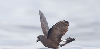 Petrelul lui Wilson (Oceanites oceanicus): pasărea migratoare care călătorește mii de kilometri Petrelul lui Wilson (Oceanites oceanicus), o pasăre migratoare cât o rândunică