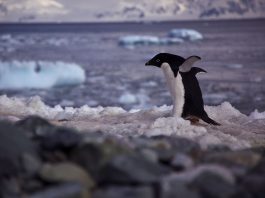 Pinguinul Adelie (Pygoscelis adeliae) din Antarctica continentală