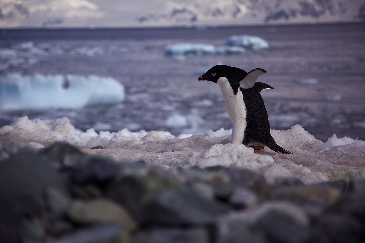 Pinguinul Adelie (Pygoscelis adeliae) din Antarctica continentală