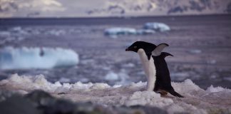 Pinguinul Adelie (Pygoscelis adeliae), locuitorul Antarcticii continentale Pinguinul Adelie (Pygoscelis adeliae) din Antarctica continentală