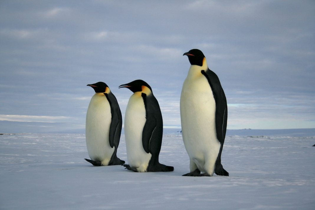 Pinguinul imperial din Antarctica (Aptenodytes forsteri)