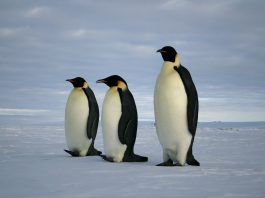 Pinguinul imperial din Antarctica (Aptenodytes forsteri)