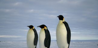 Pinguinul imperial din Antarctica (Aptenodytes forsteri): gigantul regiunilor polare Pinguinul imperial din Antarctica (Aptenodytes forsteri)