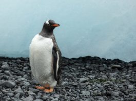 Pinguinul papua (Pygoscelis papua) poate înota ca un delfin