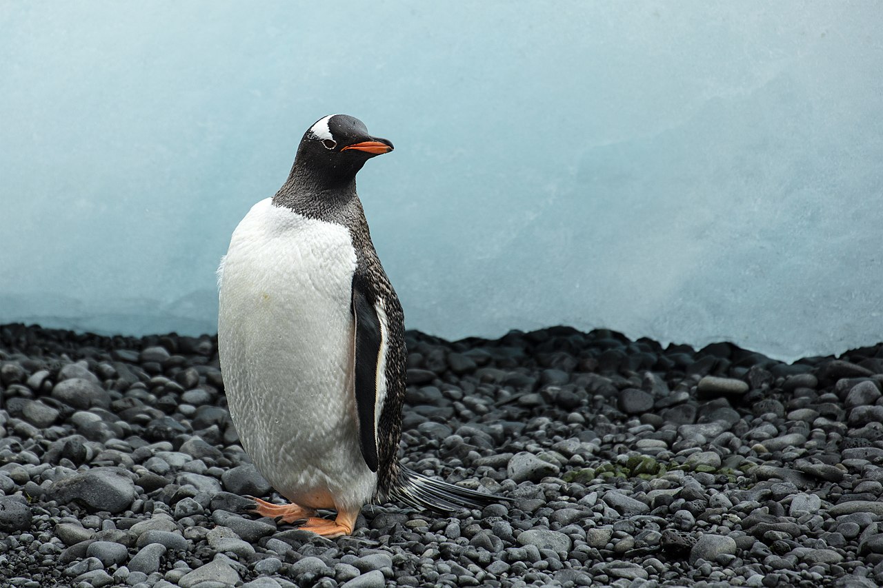 Pinguinul papua (Pygoscelis papua) poate înota ca un delfin