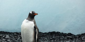 Pinguinul papua (Pygoscelis papua): campionul înotului dintre pinguini Pinguinul papua (Pygoscelis papua) poate înota ca un delfin
