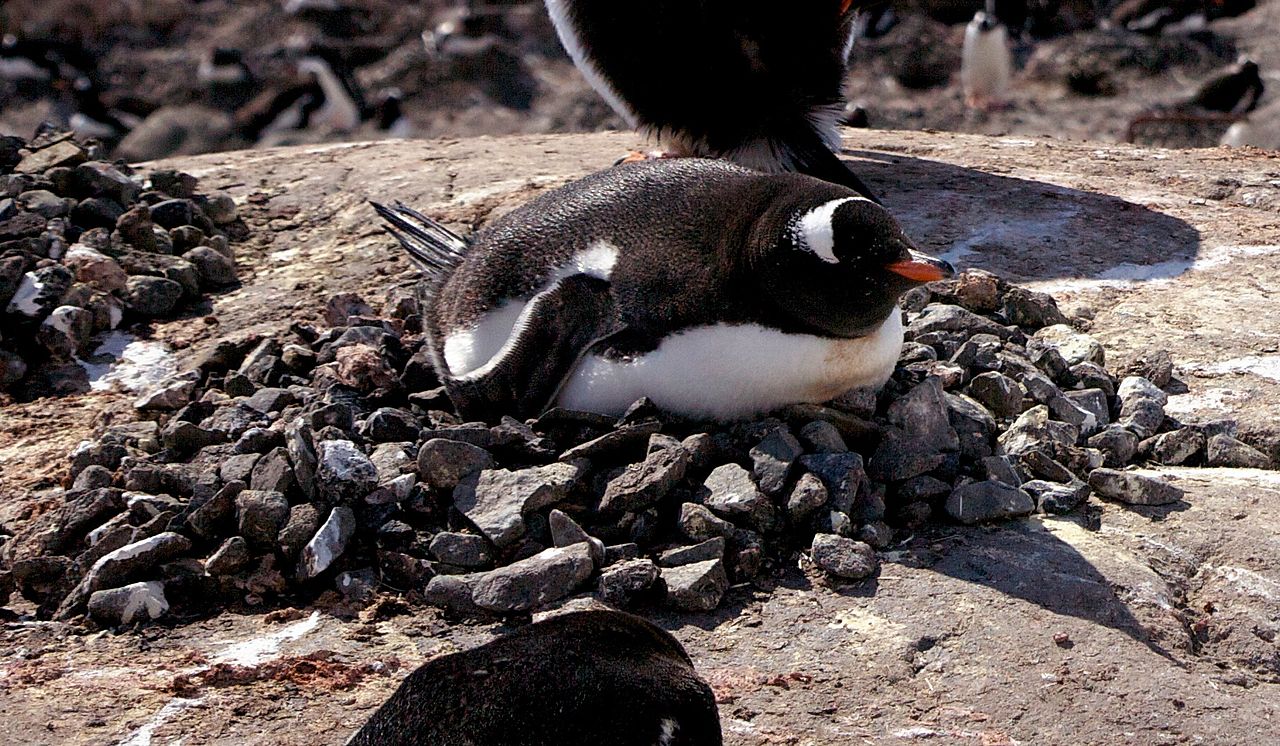 Pinguinul papua