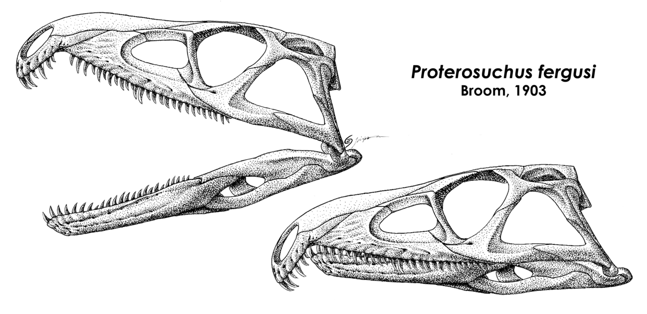 Proterosuchus