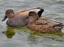 Rața pestriță (Anas strepera), specie care apare frecvent în țara noastră