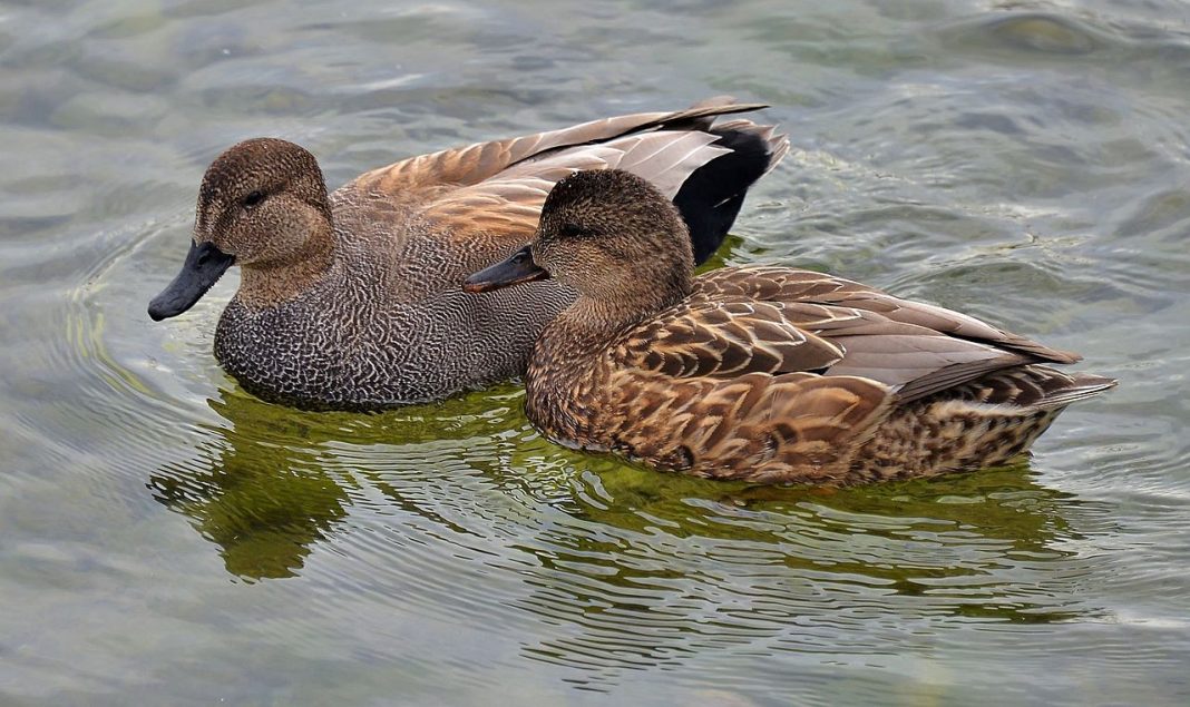 Rața pestriță (Anas strepera), specie care apare frecvent în țara noastră Rața pestriță (Anas strepera), specie care apare frecvent în țara noastră