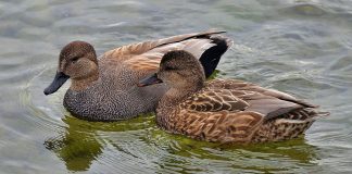 Rața pestriță (Anas strepera): o specie comună în apele statătoare din România Rața pestriță (Anas strepera), specie care apare frecvent în țara noastră