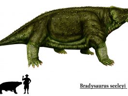 Reptila Bradysaurus, cel mai primitiv vertebrat de pe uscat