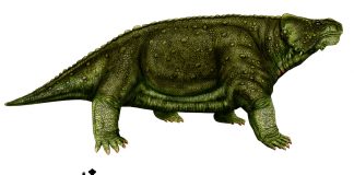 Bradysaurus, cel mai primitiv vertebrat terestru din Permian Reptila Bradysaurus, cel mai primitiv vertebrat de pe uscat