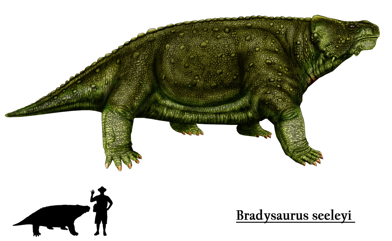 Reptila Bradysaurus, cel mai primitiv vertebrat de pe uscat