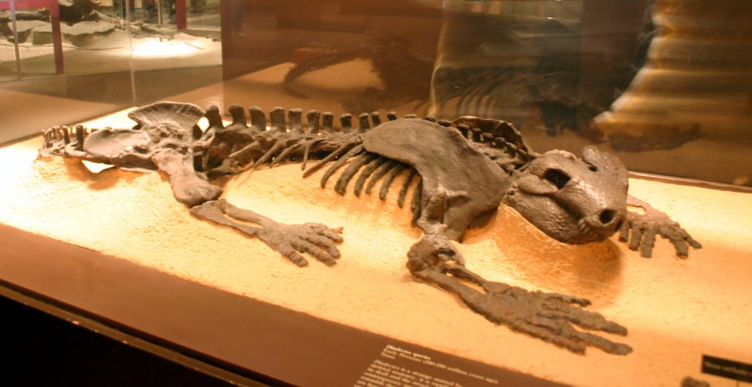 Reptila Diadectes, unul dintre cele mai mari animale terestre Reptila Diadectes, unul dintre cele mai mari animale terestre