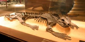 Diadectes, reptila gigantică din Permian: primul erbivor terestru Reptila Diadectes, unul dintre cele mai mari animale terestre