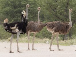 Struțul (Struthio camelus) - pasăre alergătoare din familia Struthion