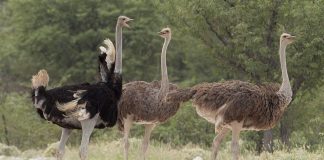 Struțul (Struthio camelus): giganții deșertului și adaptările lor uimitoare Struțul (Struthio camelus) - pasăre alergătoare din familia Struthion