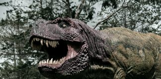 Cum s-au transformat dinozaurii în fosile? Află procesul fascinant Transformarea dinozaurilor în fosile, vezi cum s-a întâmplat totul