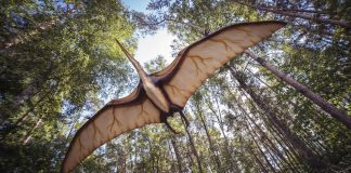 Vederea și producerea sunetelor la dinozauri: descoperiri fascinante Vederea si producerea sunetelor la dinozauri