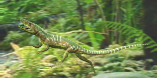Euparkeria, reptila agilă din Triasic: strămoșul dinozaurilor? Vezi ce fel de reptilă era Euparkeria