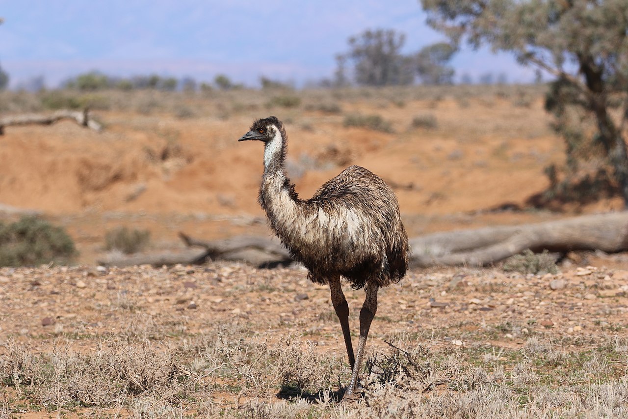 pasarea emu