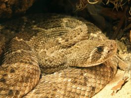 Șarpe cu clopoței - Crotalul cu spate de diamant (Crotalus atrox)