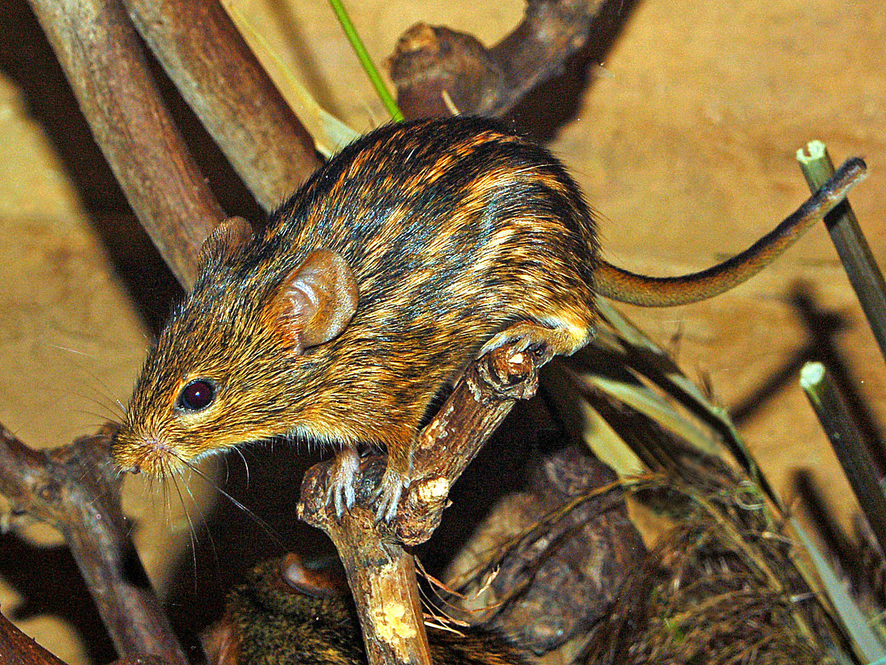 Șoarecele de iarbă dungat (Lemniscomys striatus), un rozător răspândit în toată Africa