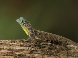 Șopârla zburătoare (Draco volans), vezi de unde și-a primit numele