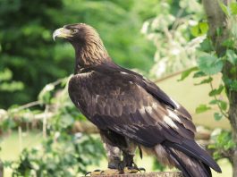 Acvila aurie (Aquila chrysaetos), o pasăre de pradă remarcabilă